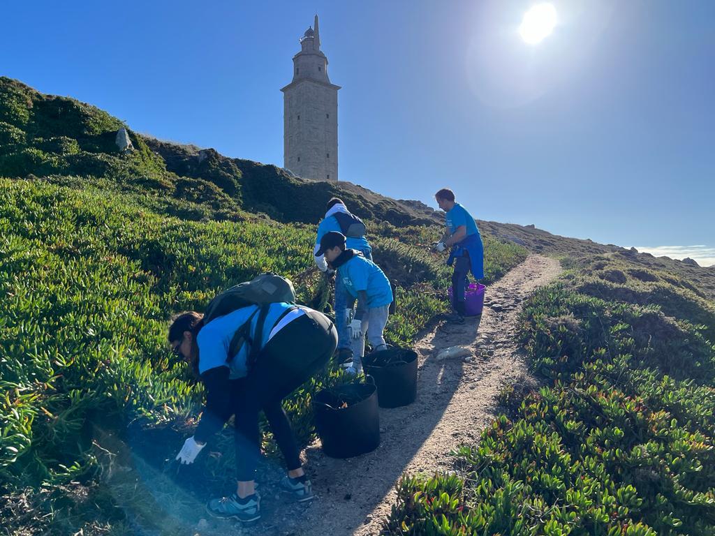 Retirada de uña de gato en el entorno de la Torre de Hércules (Afundación).