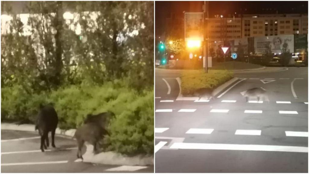Jabalíes en Cuatro Caminos.