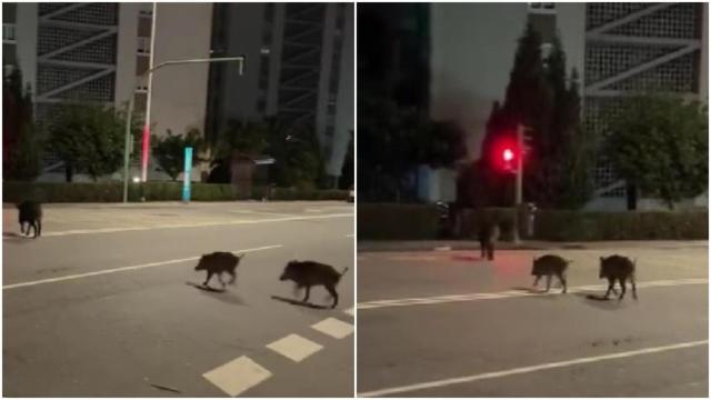Jabalíes vistos ayer en Monelos.