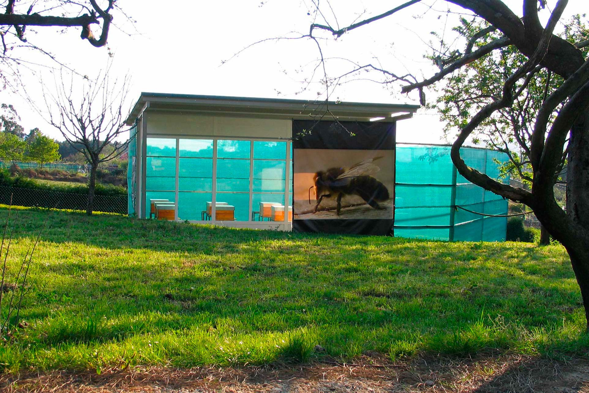 Apiario para la observación segura de colmenas. Foto: Apípolis