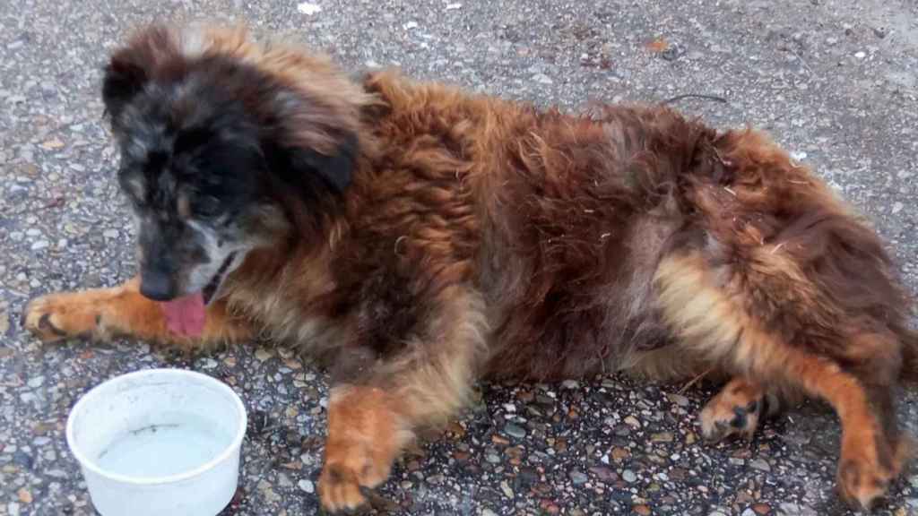El animal, después de ser rescatado por la vecina y la policía.