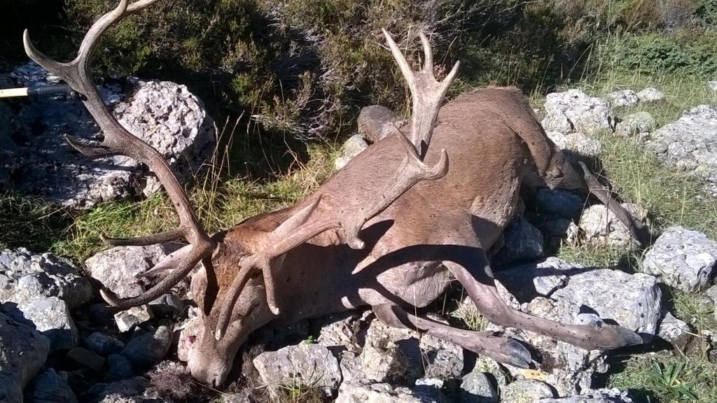 Un ciervo muerto