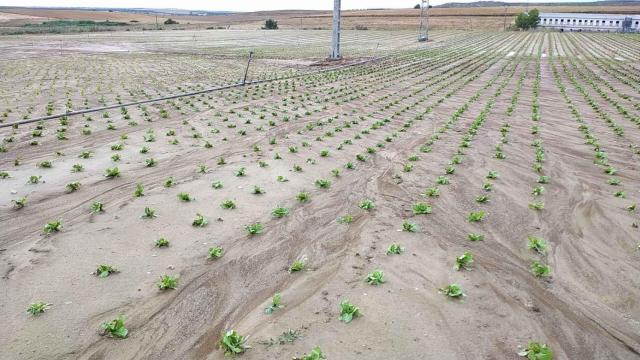 Los agricultores de Castilla-La Mancha comienzan a cobrar las indemnizaciones por la DANA