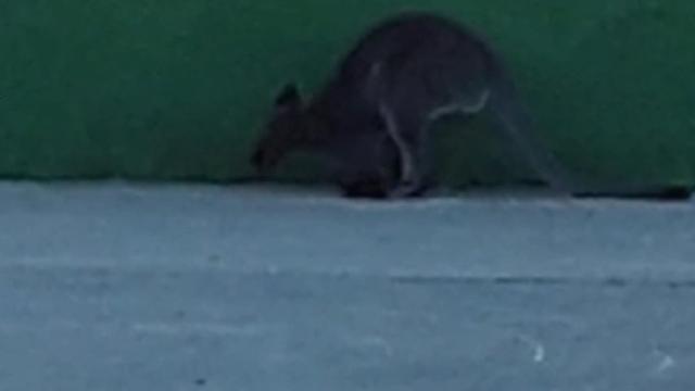 Imagen de uno de los canguros que se han escapado de una finca de Villanueva de la Cañada.