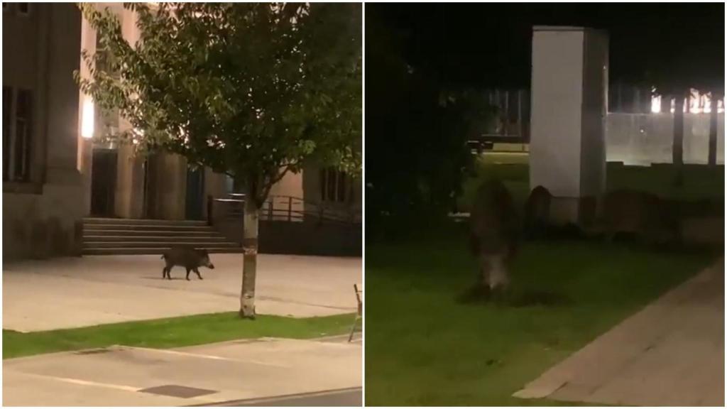 Jabalíes en la Marina de A Coruña