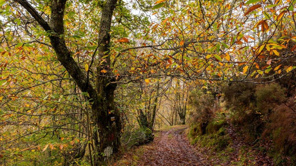 Bosque de castaños en O Courel, Lugo.
