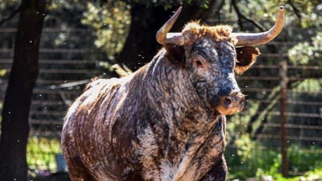 Toro de la Vendimia en Rueda