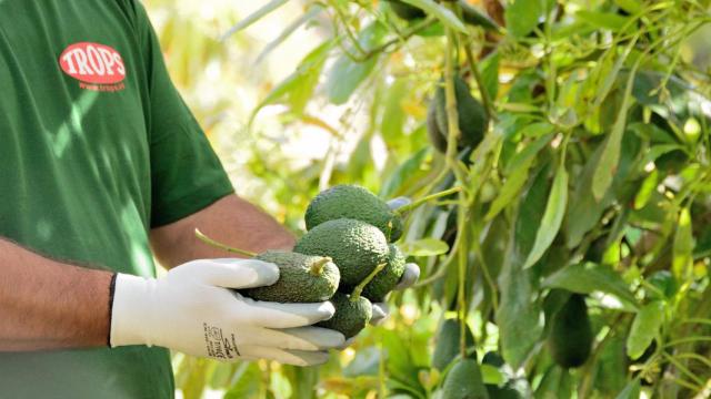Un empleado de Trops con unos aguacates.
