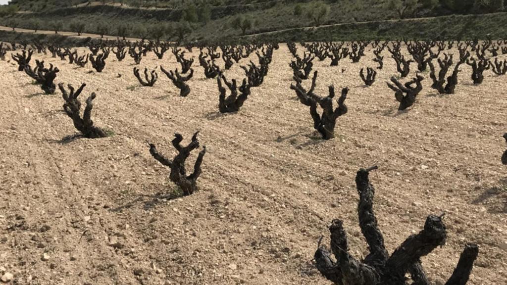 Viñedo de la variedad Tinto Velasco donde cultiva sus vinos Federico Lucendo.