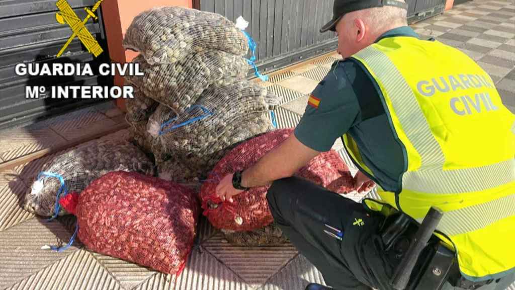 Varios sacos de almejas incautadas en Cangas do Morrazo (Pontevedra).