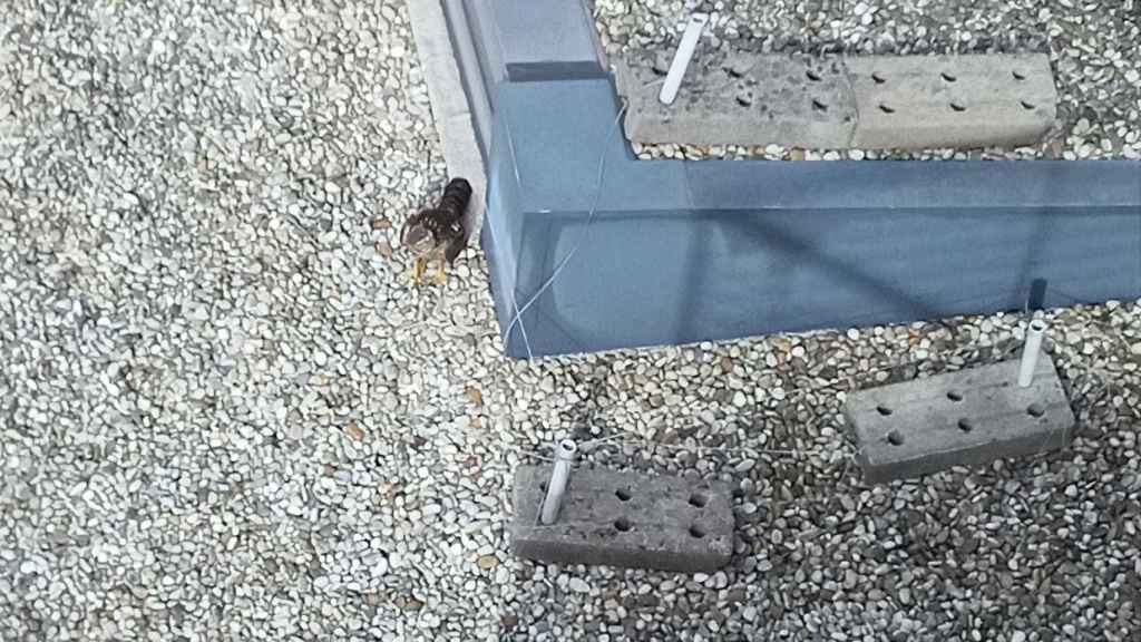 Imagen del águila atrapada por unas tanzas.