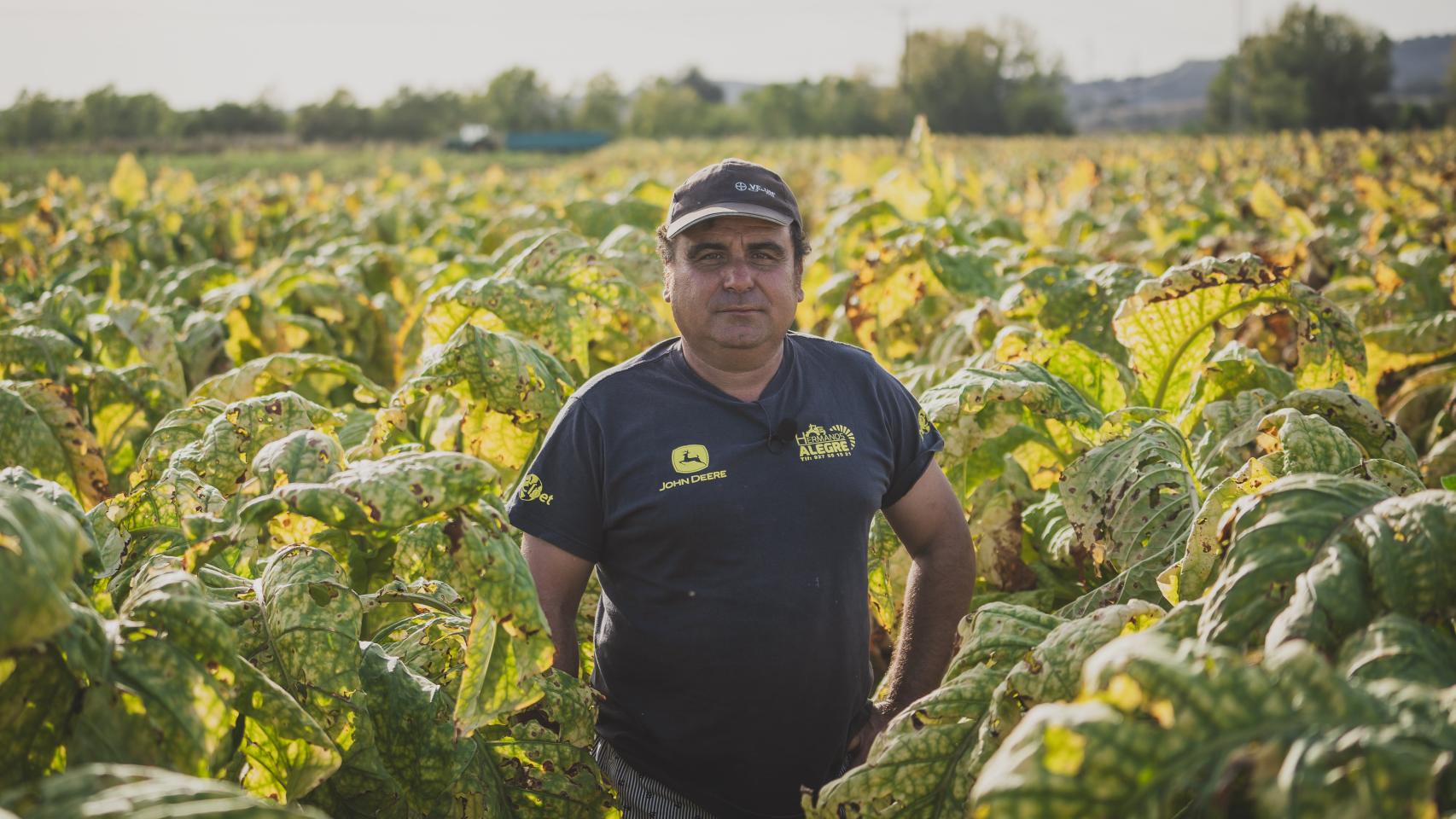 Jesús 'Susi' Acuña tiene una plantación con un potencial de producción de 160.000 kilos de tabaco rubio, pero este año sólo ha podido cosechar 100.000 por culpa de las lluvias otoñales y los hongos nemátodos que han generado las raíces de las plantas.