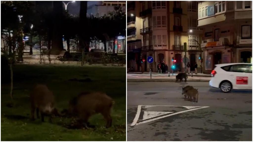 Los jabalíes de A Coruña se pasean de madrugada por el 15004 y causan destrozos en los Jardines