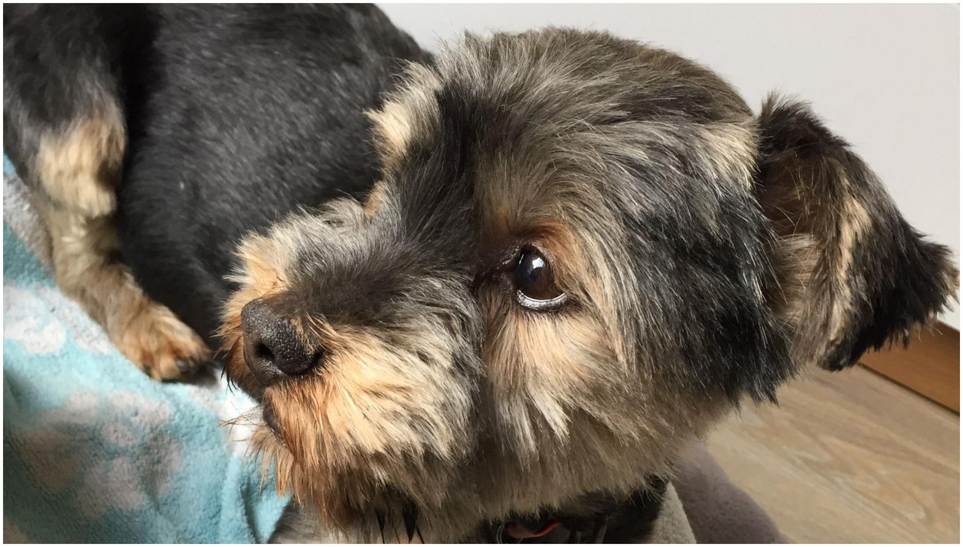 Lucas, el perro desaparecido en Cambre (cedida)