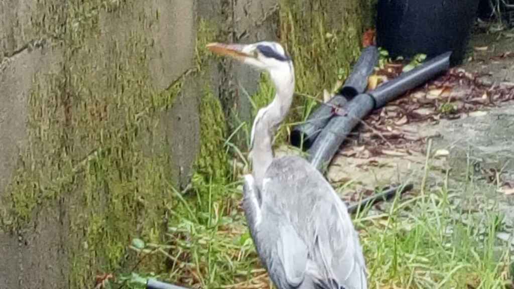 La garza recuperada por los agentes.