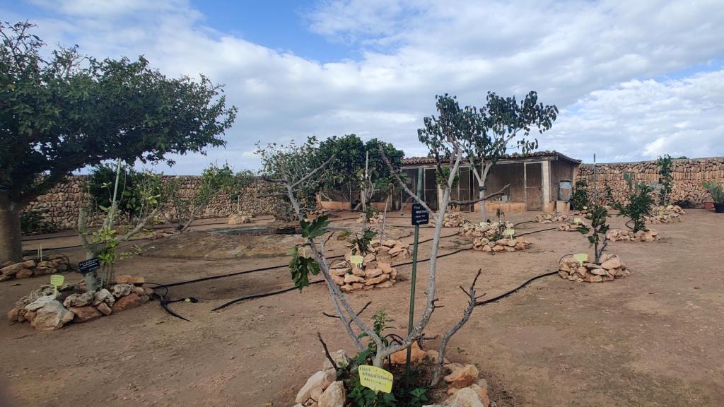 El espacio donde conserva las higueras con una historia especial.