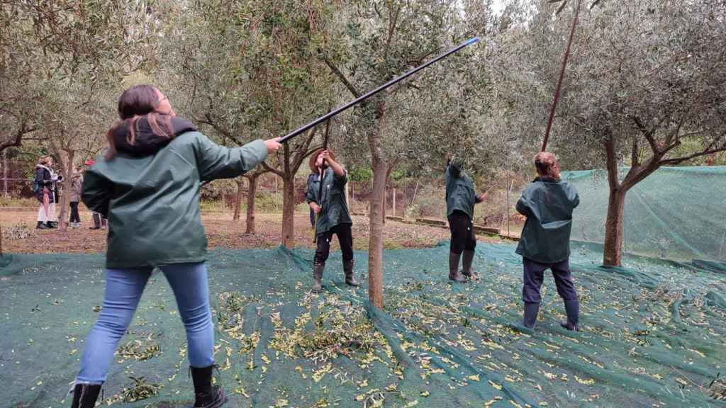 Aceites Abril recogerá 35.000 kilos de aceituna de gran calidad para su aceite 100% gallego