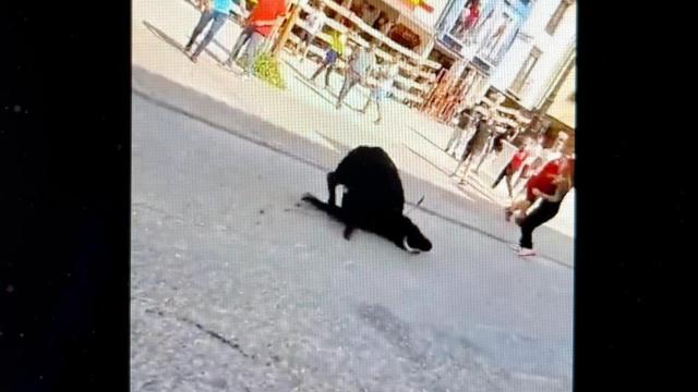 Denuncian el sufrimiento atroz de una vaca en un encierro en Tendilla (Guadalajara)