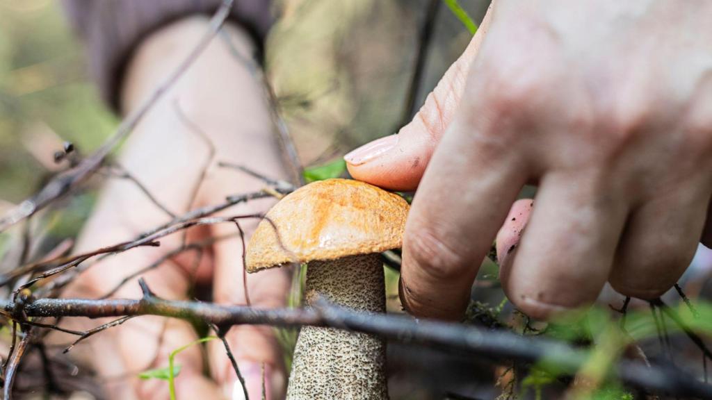 Temporada recolección de setas