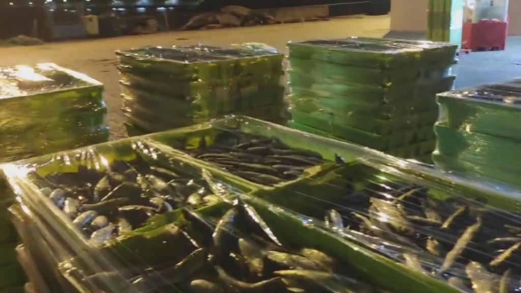 Sardinas incautadas en Corcubión.