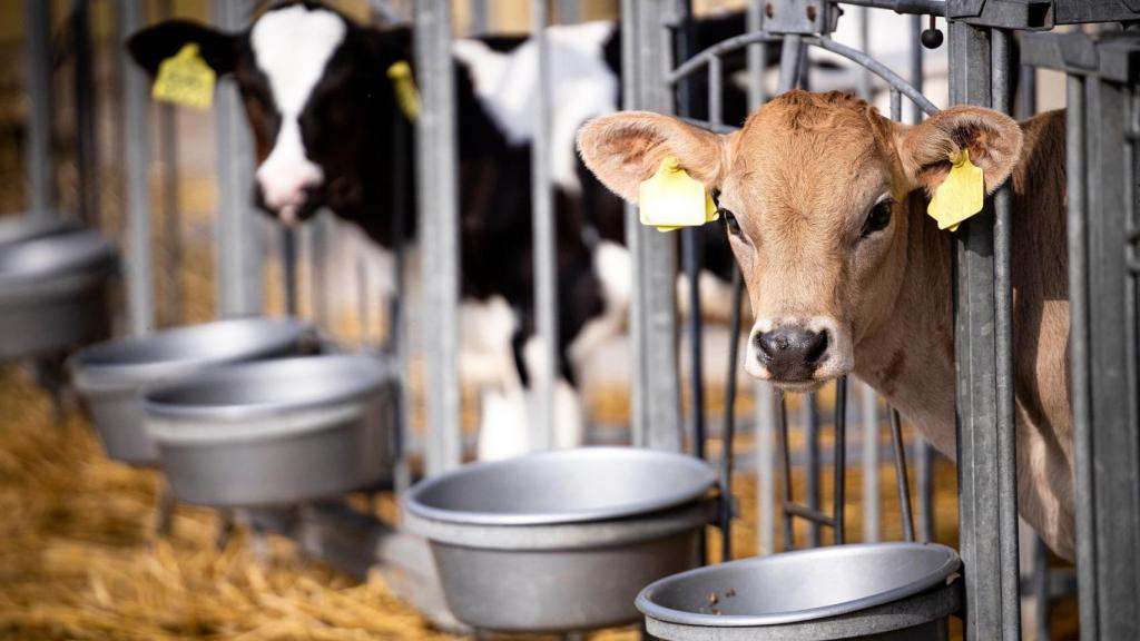 Dos terneros en una foto de archivo.