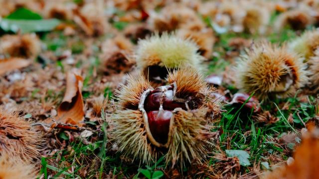 Imagen de una castaña recién caída del árbol