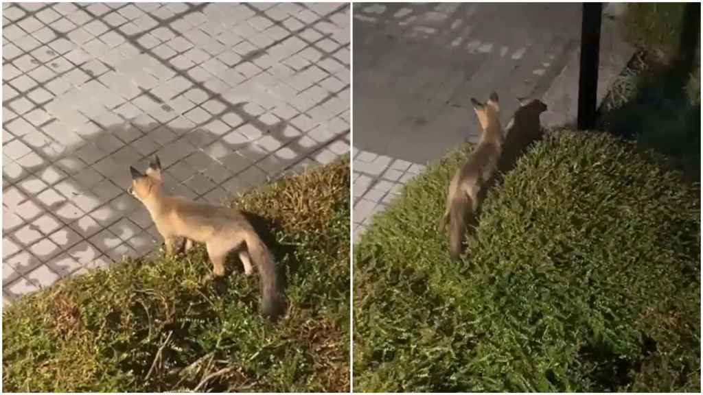 Dos divertidos visitantes de la Universidad de Vigo se hacen virales