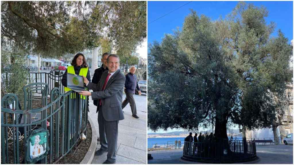 El alcalde, Abel Caballero, a la izquierda, el olivo, a la derecha.