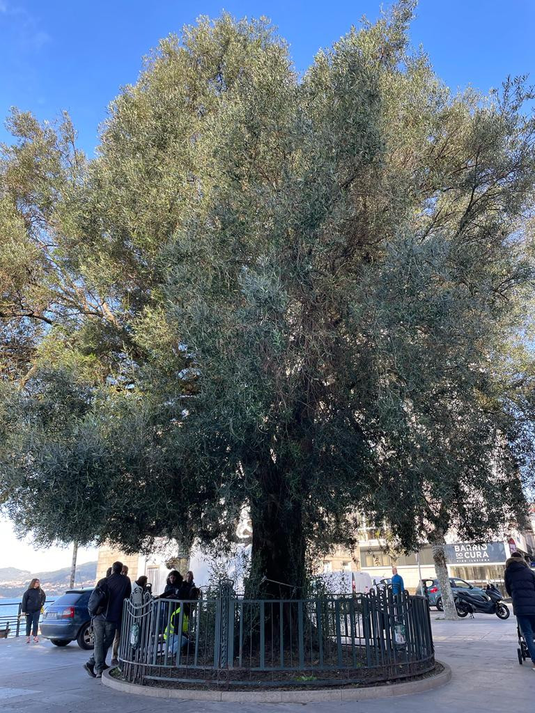 Imagen del símbolo vigués. (Treintayseis)