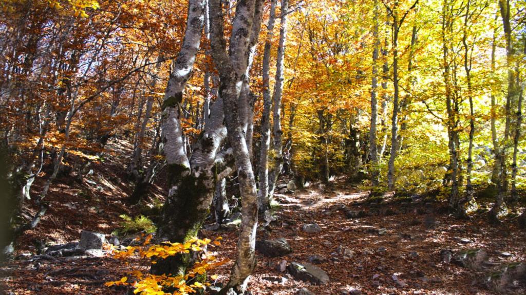 Hayedo de La Pedrosa.