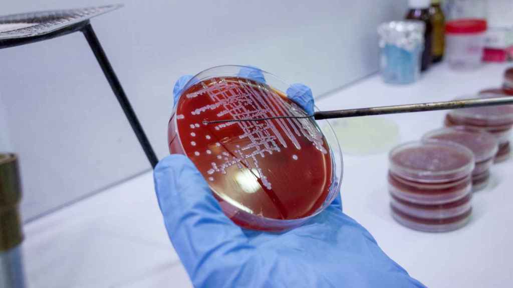 Crecimiento bacteriano.