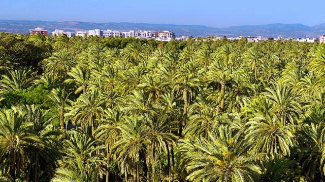 Imagen aérea del Palmeral de Elche.