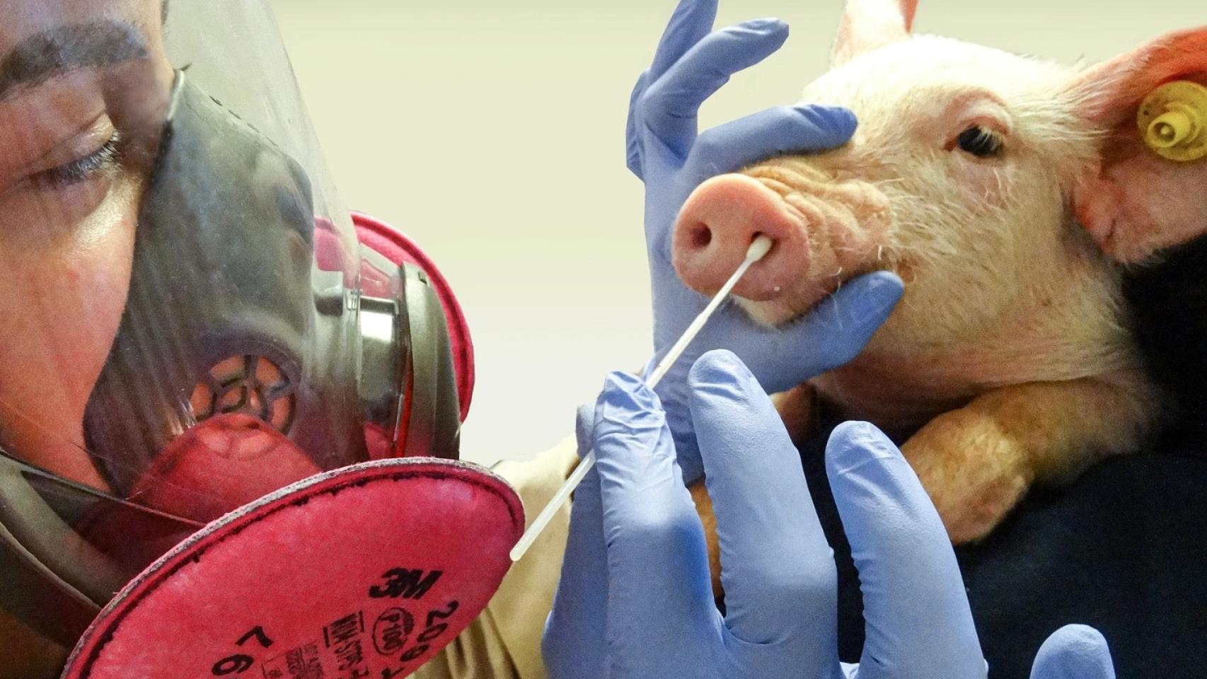 Una persona realiza un test a un cerdo.