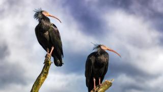 Una de las diez aves más amenazadas del mundo es avistada en Albacete: llevaba siglos extinguida en Europa