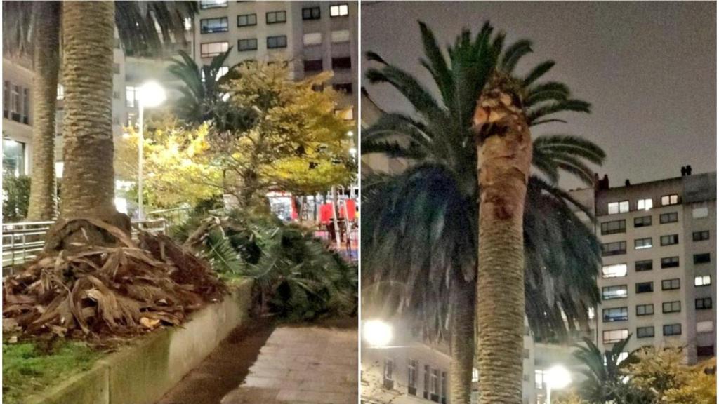 Palmera talada en Mestre Mateo