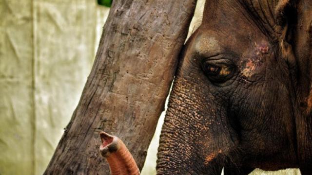 Mali, la elefanta del zoológico de Manila (Filipinas).