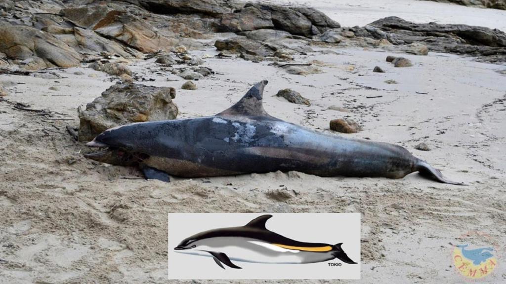 El delfín de flancos blancos aparecido en Fisterra.