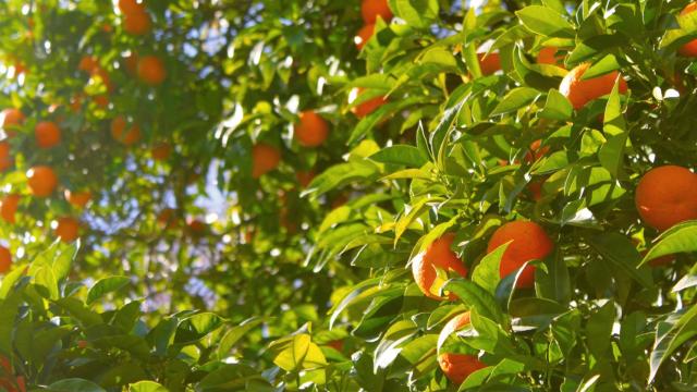 La naranja valenciana es la variedad más usada para la elaboración de zumo en España.