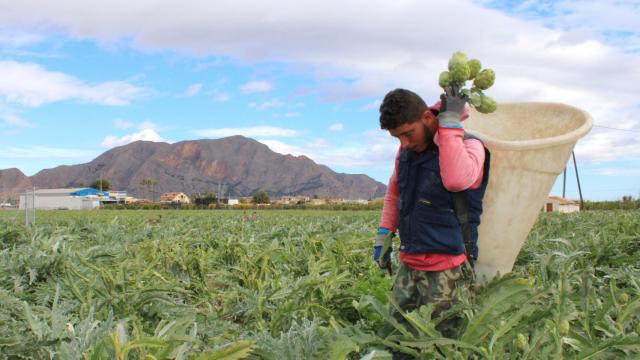 La recolecta de alcachofas, en una campaña anterior.