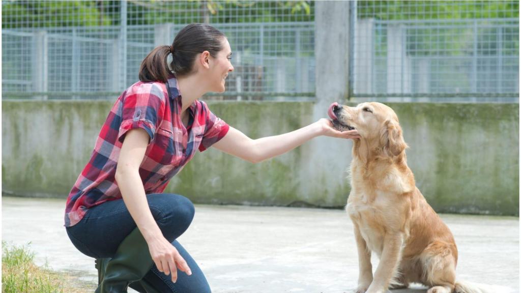 Imagen de archivo de una protectora de animales