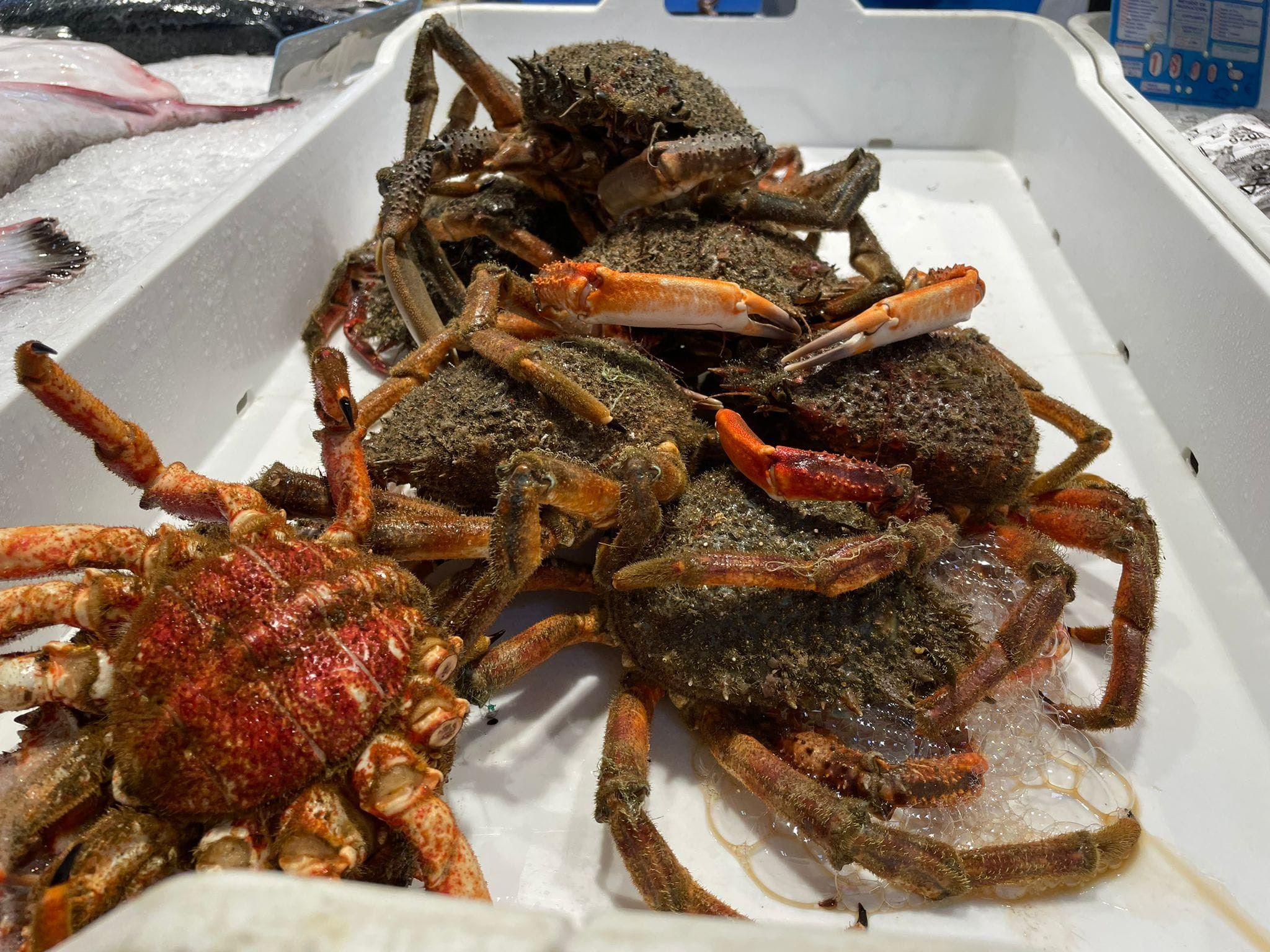 Algunos de los ejemplares que se podían comprar esta semana en el mercado vigués. (P.P.F)