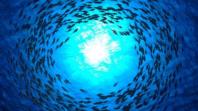 El primer pez marino que desaparece y se extingue a manos del hombre (es poco conocido en España)