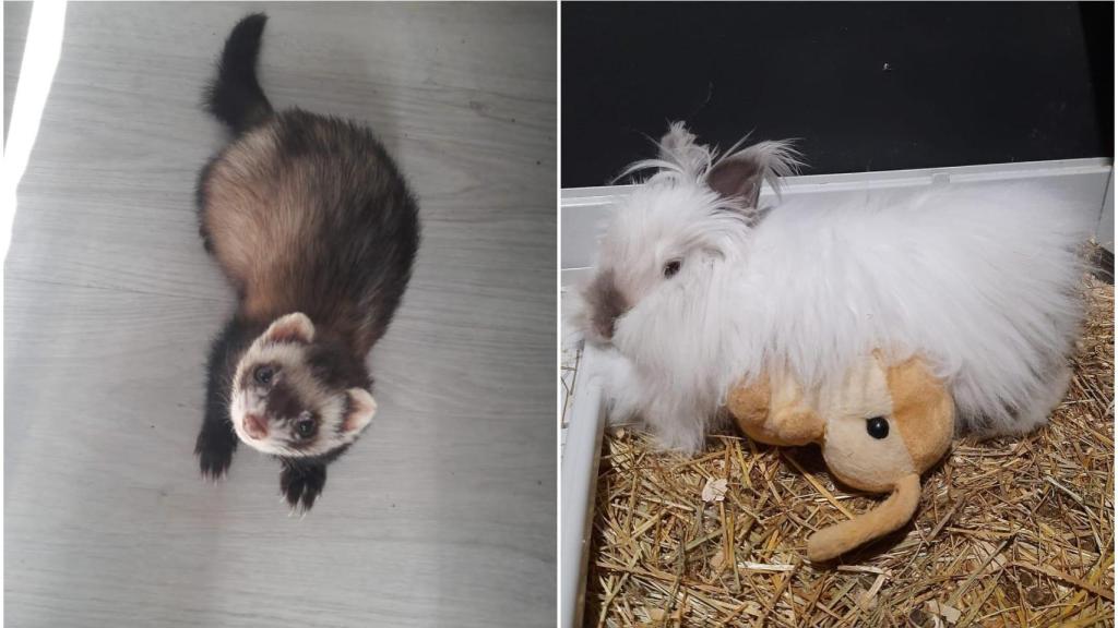 Filomena y Gladis, la hurona y la coneja de Orlando en A Coruña