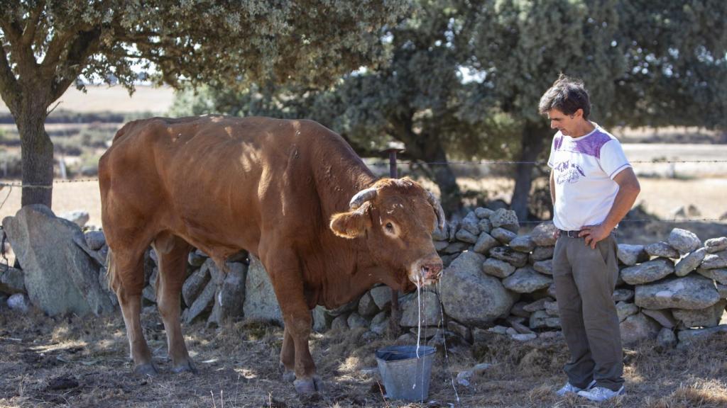 Ejemplares afectados por la Enfermedad Hemorrágica Epizóotica en una explotación ganadera