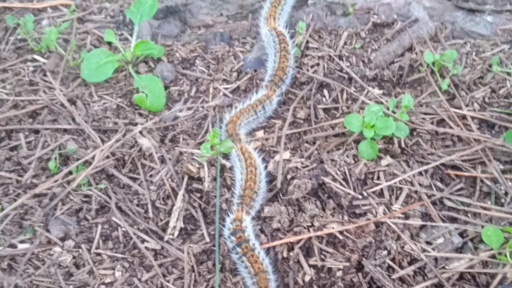 Cerrado el parque canino de Caranza, en Ferrol, por la aparición de procesionaria