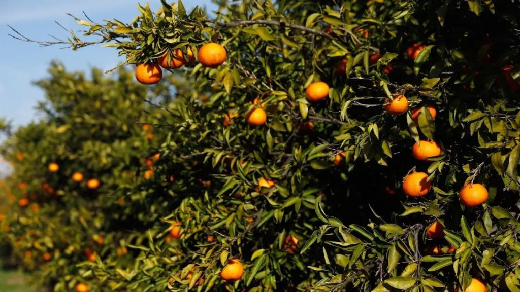 Vista general de un campo de cítricos en Puzol, Valencia