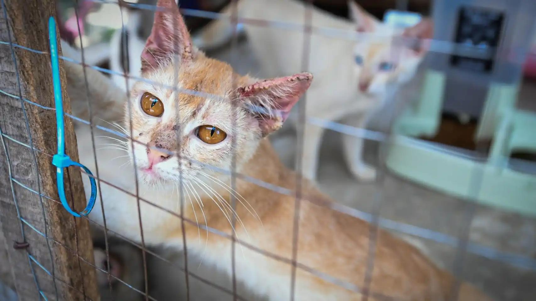 Un gato en una jaula.