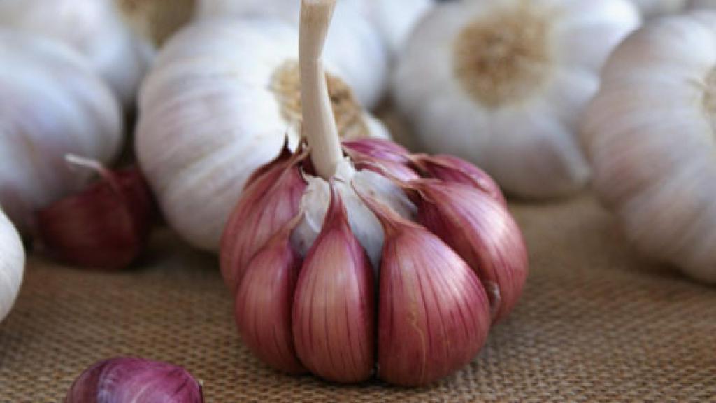 Ajo morado de Las Pedroñeras