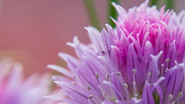 Allium schoenoprasum.