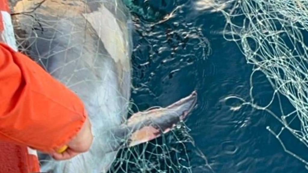 Localizado en A Coruña el cadáver de un delfín atrapado en un aparejo en Punta Langosteira